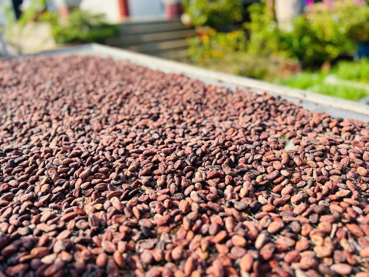 7-nam-hanh-trinh-cung-hat-cacao-VN