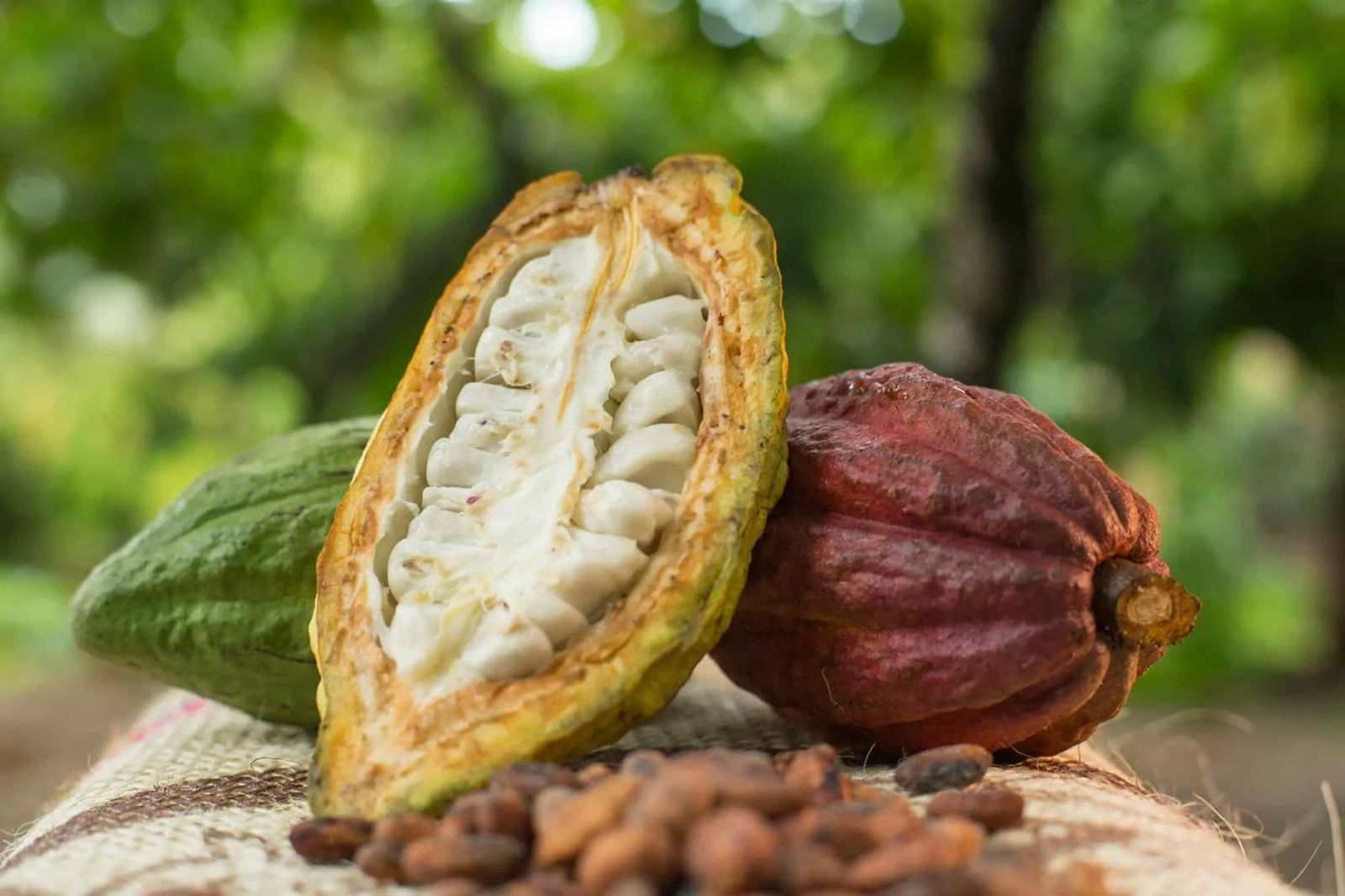 cacao-ngon-nhat-the-gioi-o-dau-