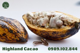 CACAO NGUYÊN CHẤT – THỨC UỐNG MANG LẠI NHIỀU GIÁ TRỊ DINH DƯỠNG