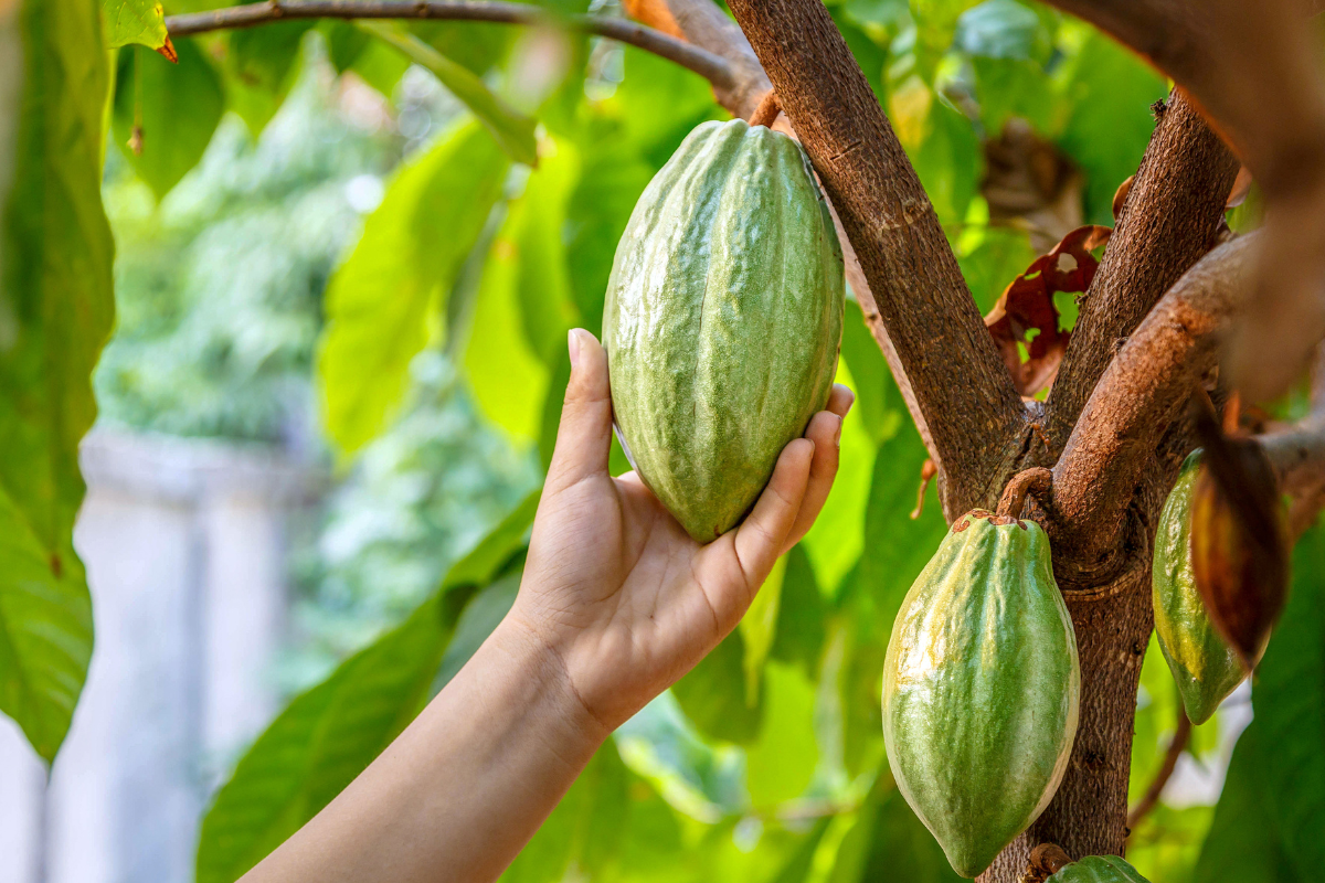 cocoa-tree cocoa-tree