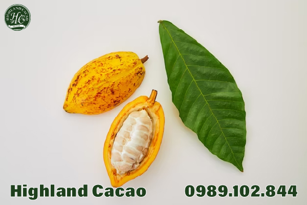CÔNG DỤNG CỦA CACAO ĐỐI VỚI SỨC KHỎE