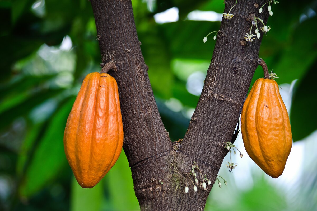 workshop-socola-tim-hieu-ve-cay-cacao workshop-socola-tim-hieu-ve-cay-cacao